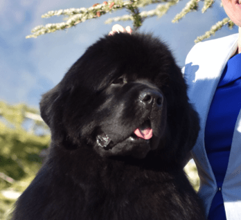 Un cachorro Terranova de Will of the Emperor