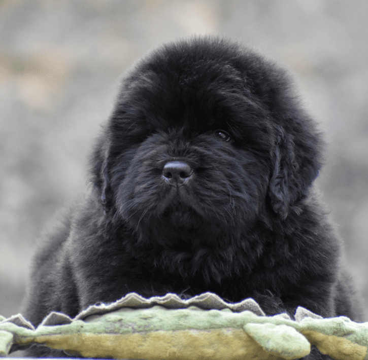 Un cachorro Terranova de Will of the Emperor