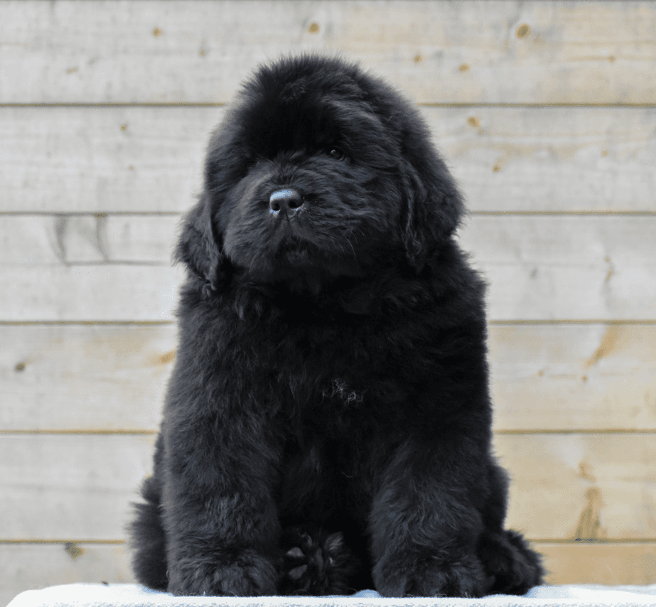 Un cachorro Terranova de Will of the Emperor